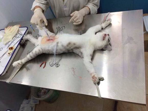 犬猫剖腹产