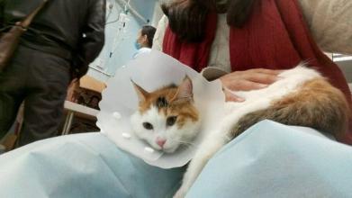  犬猫结石手术